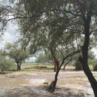 Group of people walking through a lush green farm field under a cloudy blue sky at San Xavier Cooperative Farm in Tucson, Arizona.