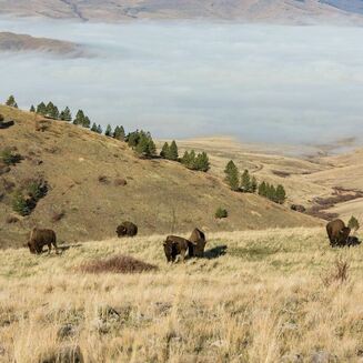 CSKT Bison Range