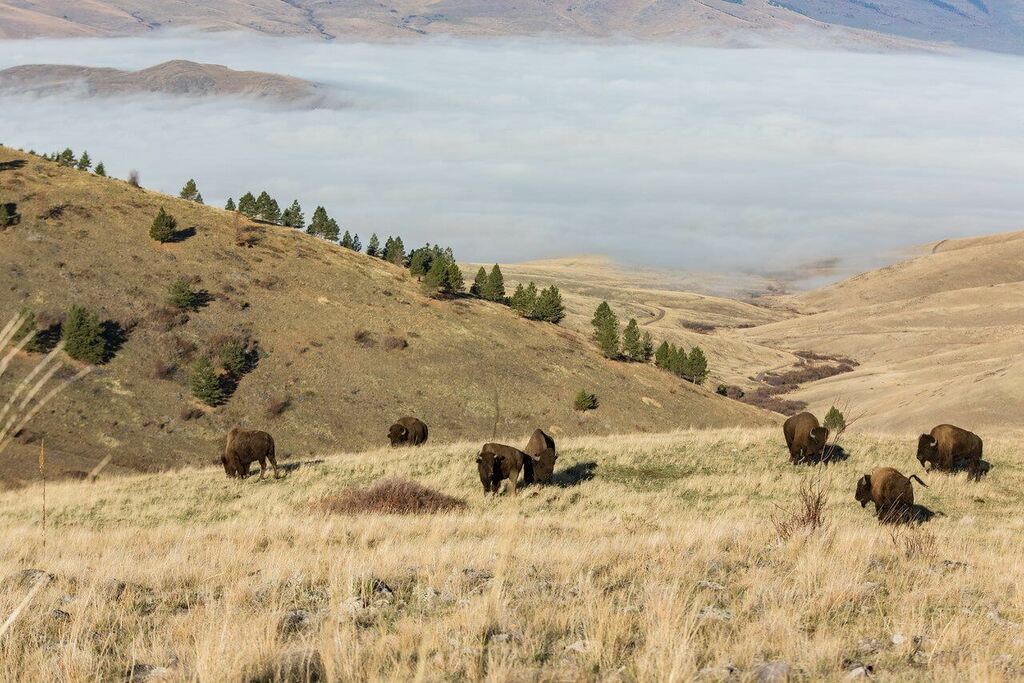 CSKT Bison Range card image