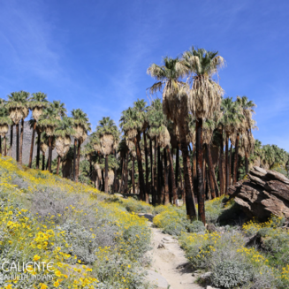 A rocky desert landscape with palm trees and mountains in the background under a clear blue sky in Indian Canyons, Palm Springs.