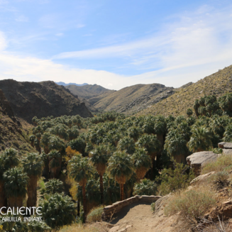 Desert landscape with palm trees, rocky terrain, and a clear blue sky in Indian Canyons, Palm Springs, California.