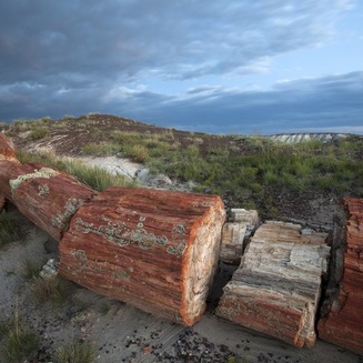 Petrified Forest National Park