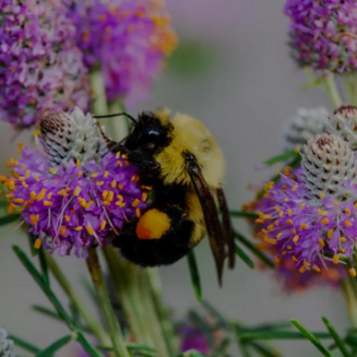 The Center for Native Pollinator Conservation