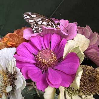 Euchee Butterfly Farm