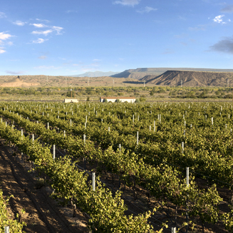 Card fill vineyard 03 web